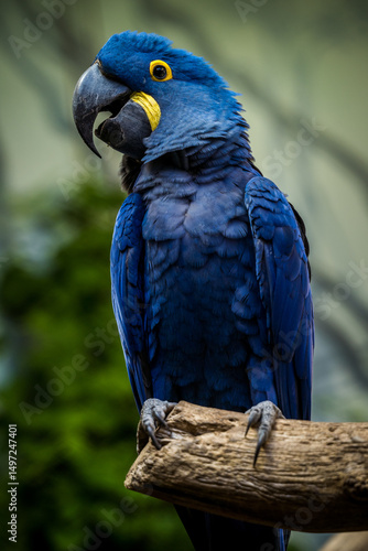 Hyacinth macaw portrait in nature
