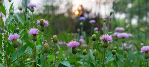 panoramic view of thistle on green color bokeh background	
