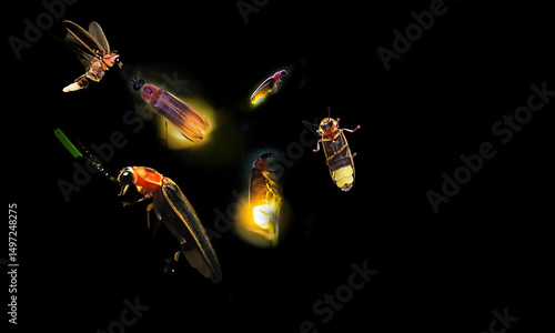 Firefly Lightning Bug Overlay Macro