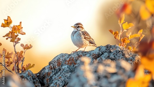 A lark bird perched on the edge of an autumnal rocky outcrop, its chest covered in white and grey feathers with brownish-gray markings around its eyes.