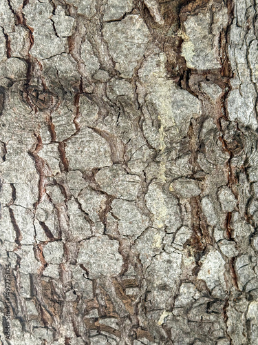 Cracked Dry Bark Texture of an Aged Tree for Organic Background Designs