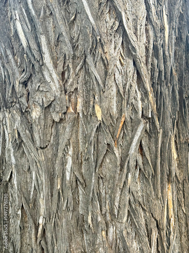 A coarse, cracked bark texture from an old tree trunk, offering a perfect visual for rustic designs, natural product backgrounds, or texture packs