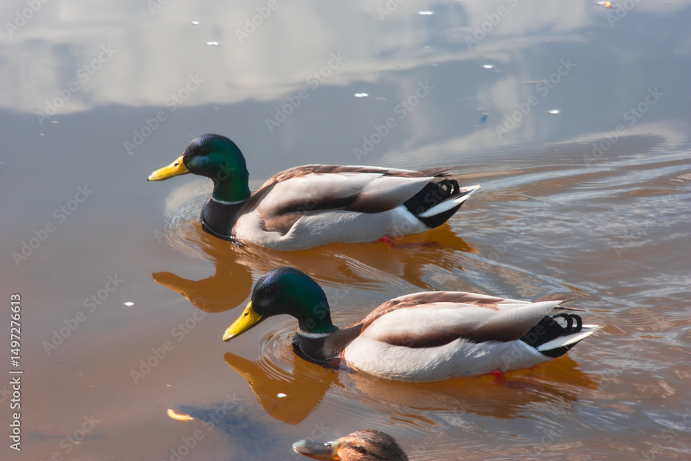 Fototapeta premium A pair of Mallard ducks swim along on the clear water. A couple of ducks in the lake, the reflection of the sky in the water, circles on the water. A pond with clear water