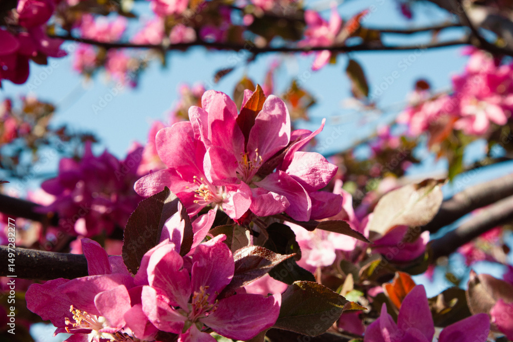 Obraz premium Stunning pink oriental apple tree flowers. Sunlight shines through the petals, emphasizing the mesmerizing rich pink color. The flowers of the tree are the color of juicy magenta