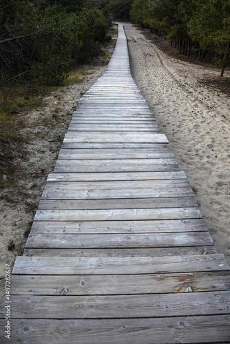 A quiet wooden path winds through a pine forest, drawing the eye toward the soft green horizon. Nature and structure merge in this peaceful, moody woodland scene.