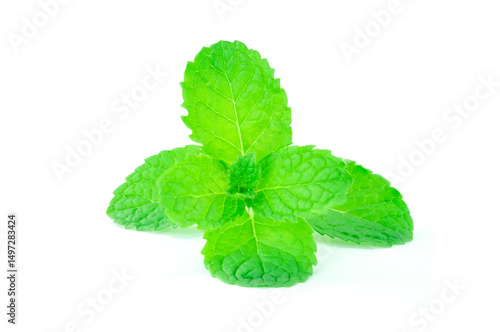 mint isolated on white background, Fresh Raw Mint or Lemon balm, Mint leaves, isolated on white background closed up. 