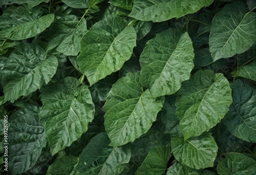 Close-up of vibrant green leaves with visible veins and texture , organic, foliage, ecology