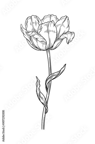Tulip with leaves, sketch in black color, blooming flower. Beautiful spring decor, line art style. Drawing element for design. Vector illustration