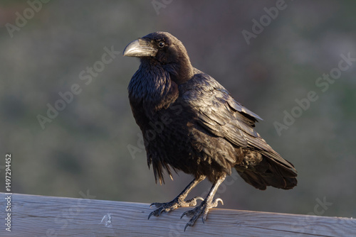 Kanarischer Rabe (Corvus corax canariensis)