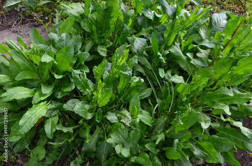 A sorrel plantation photographed on a spring day.