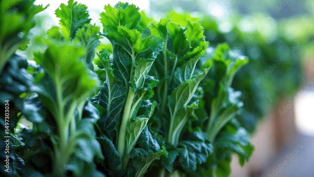 Picture of vegetables growing upright in shallow depth of field, eaten raw for health benefits, characterized by dark green leaves with serrated pointed tips, growing outdoors. Picture of vegetables growing upright in shallow depth of field, eaten raw for health benefits, characterized by dark green leaves with serrated pointed tips, growing outdoors.