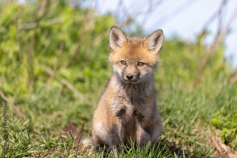 Obraz premium Red fox kits