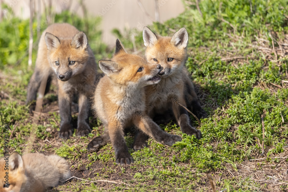 Red fox kits Red fox kits