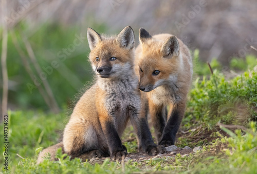 Wallpaper Mural Red fox kits Torontodigital.ca