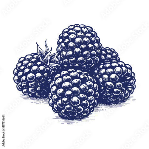 Hand drawn illustration of a bunch of blackberries- Vector, JEPG, PNG