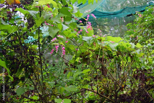 Photography Greenery and Exotic Plants in Kuala Lumpur Butterfly Park, Malaysia