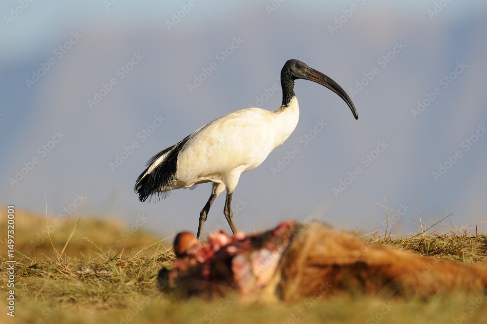 Fototapeta premium SACRED IBIS (Threskiornis aethiopicus) 