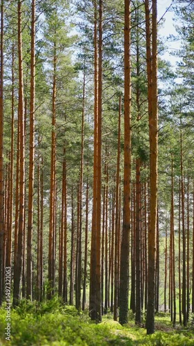 Wallpaper Mural Spring summer sunlight shining through tall pine trees in a peaceful Finnish forest. Tranquil nature landscape. Torontodigital.ca