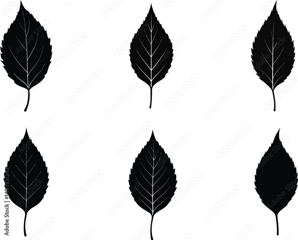 Obraz premium set of birch leaf silhouette vector illustration