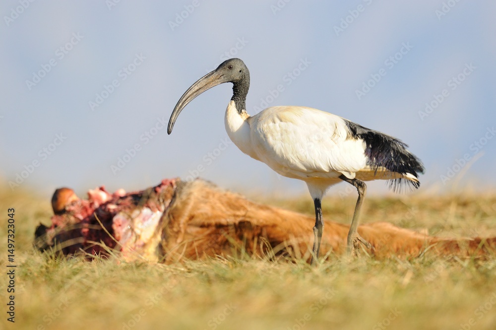 Obraz premium SACRED IBIS (Threskiornis aethiopicus) 