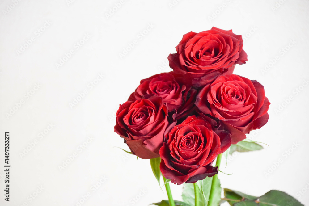 Obraz premium 赤いばら