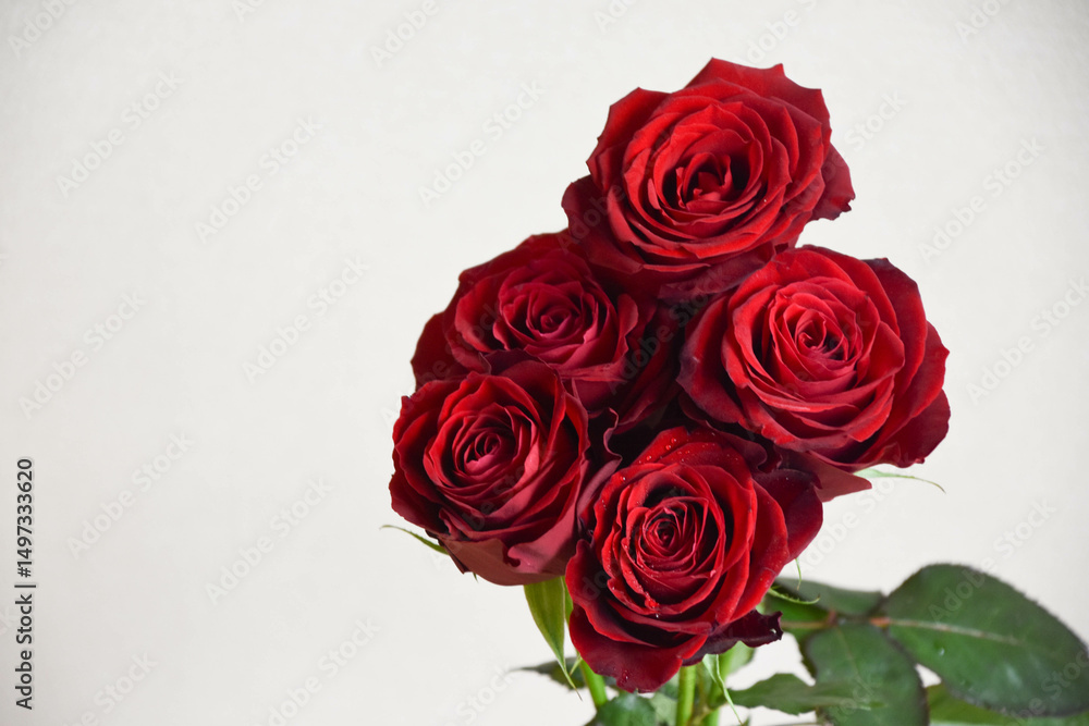 Obraz premium 赤いばら