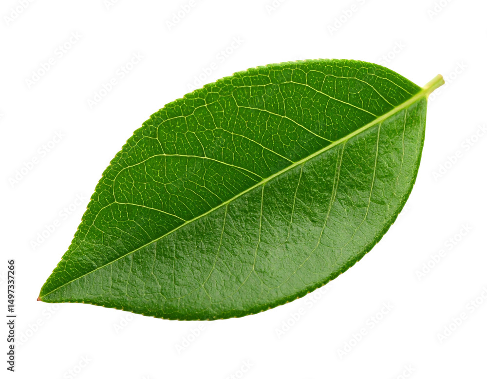 Obraz premium green leaf isolated on white