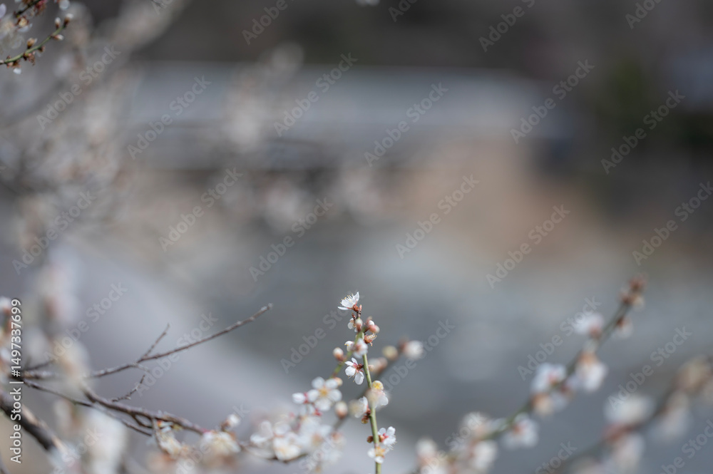 梅の花 梅の花