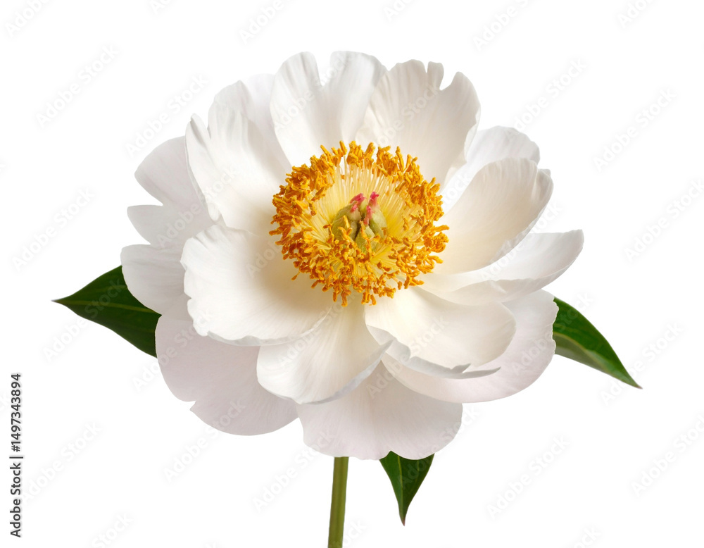 Fototapeta premium white dahlia isolated on white