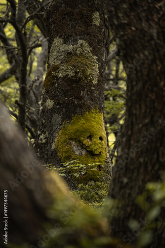Musgo en bosque en patagonia argentina