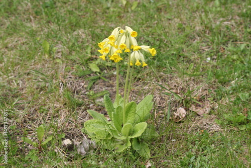 Echte Schlüsselblume - Primel - Primula veris - Himmelsschlüssel 1