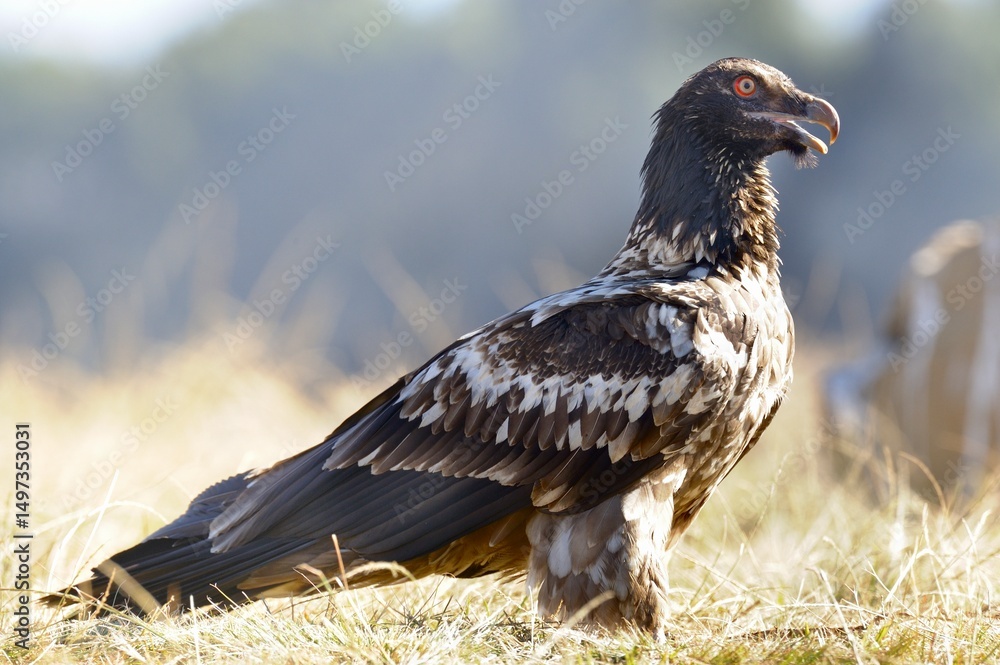 Fototapeta premium BEARDED VULTURE (Gypaetus barbatus) largest of the old world vultures with a wingspan up to 9 feet. 