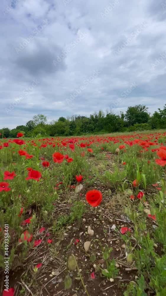 In this vertical shot, spring is beautifully represented by a poppy field, with each red flower standing out against the vast and uniform green background. In this vertical shot, spring is beautifully represented by a poppy field, with each red flower standing out against the vast and uniform green background.