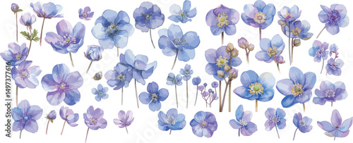 hepatica flower watercolor clipart 