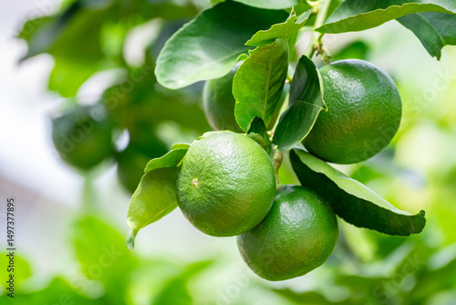 Wallpaper Mural Green lemons is citrus  fruits on a branch with nature background. Green Lemons tree in the garden with daylight. Fresh green lime fruit hanging from branch. Torontodigital.ca