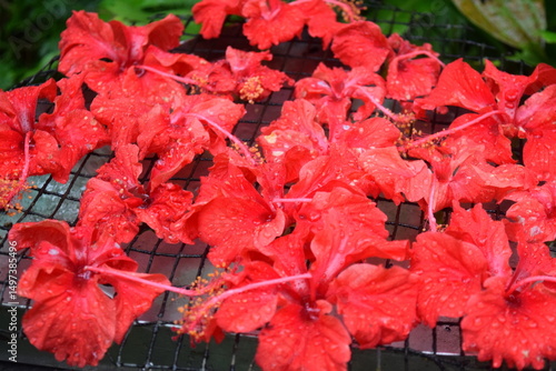 Photography Red Hibiscus Flower Used as Butterfly Feed at Kuala Lumpur Butterfly Park