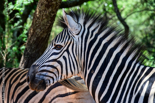 Closeup of a zebra in profile