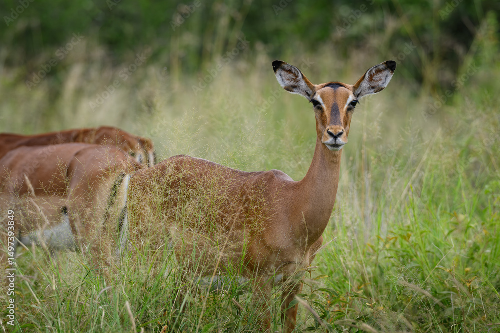 Fototapeta premium A female impala standing in a field