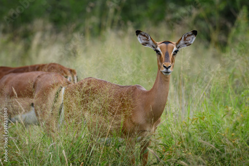 A female impala standing in a field