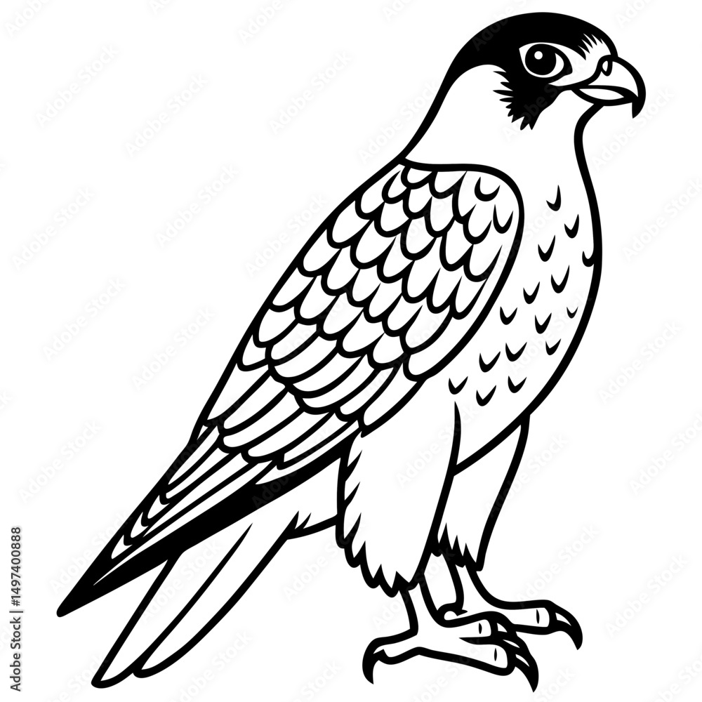 Fototapeta premium Northern Falcon line art vector