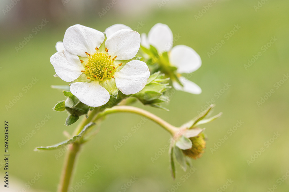 Fototapeta premium Closup of a white strawberry blossom.