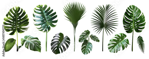 Tropical Leaf Collection  R...