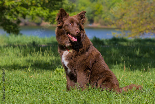 Fotografie A happy Border Collie mix enjoys a sunny afternoon in the grass