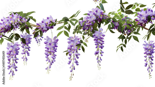 Wisteria Floral Border, Isolated on Transparent Background, Purple Flowers, Hanging Vines, Wisteria, Flower, Vine