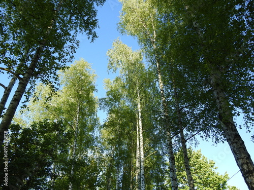 Fototapeta Naklejka Na Ścianę i Meble -  Brzozy