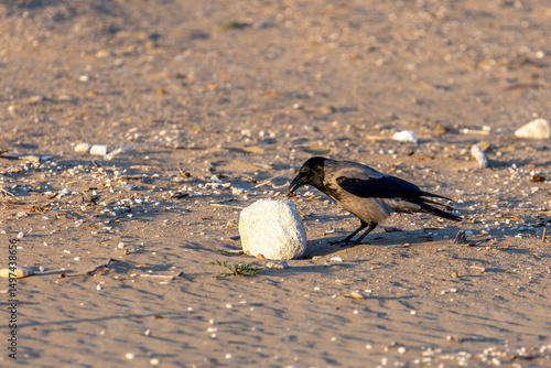 Hooded crow resting on sandy beach near a large stone in warm sunset light. Antalya, Mediterranean coast, Turkey