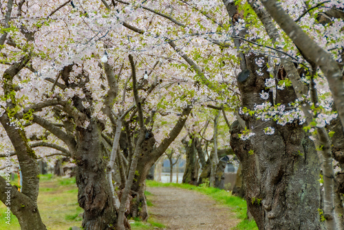 Wallpaper Mural 桧木内川堤、桜のトンネル。日本、秋田 Torontodigital.ca