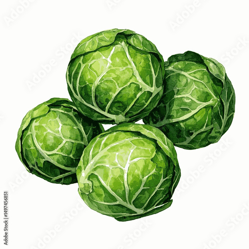 Watercolor Sprout Clusters brussels sprouts isolated vector illustration svg