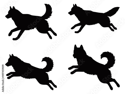 Set of four black Siberian Husky silhouettes in dynamic running and leaping poses, emphasizing the breed’s athleticism and iconic fluffy tail in a flat graphic style.