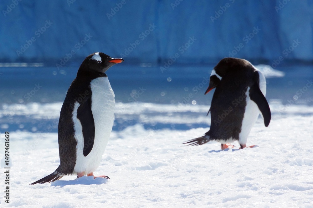 Fototapeta premium Gentoo Penguins in Antarctica